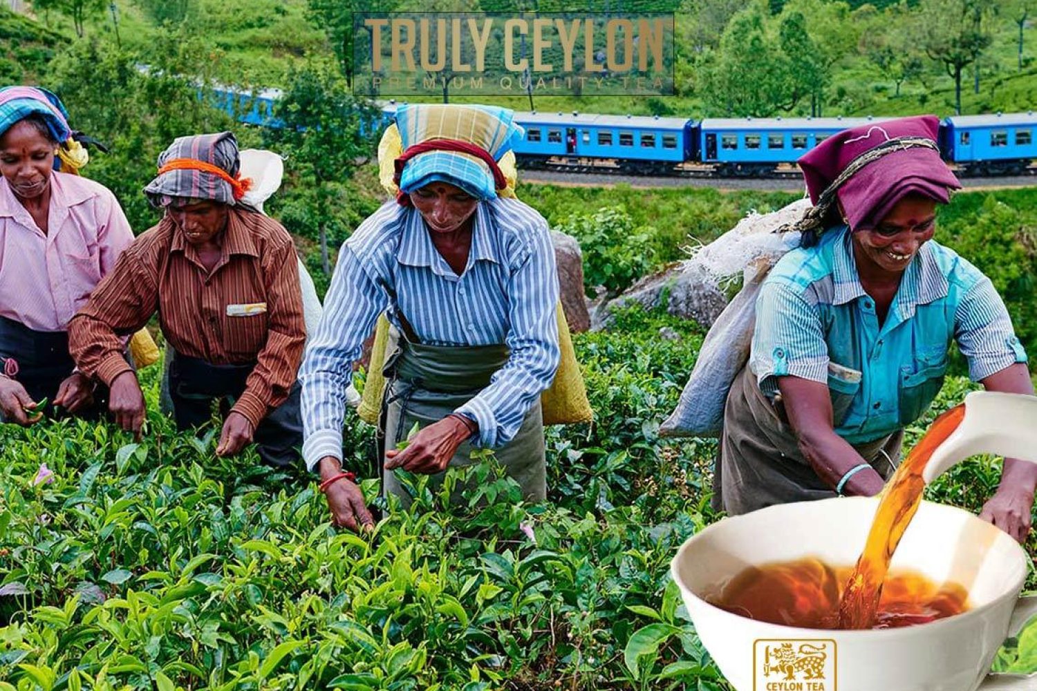 sri lanka tea432 sri lanka tea432